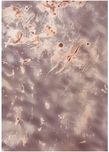 chemigram photography alternative darkroom abstract photo chemistry megan kennedy artist photographer