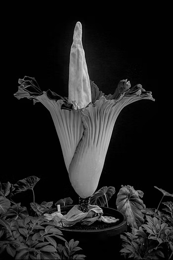 A delicate botanical black and white still life photograph of a corpse flower Amorphophallus titanum, photographed by Canberra artist Megan Kennedy at the Australian National Botanic Gardens in Canberra in 2025