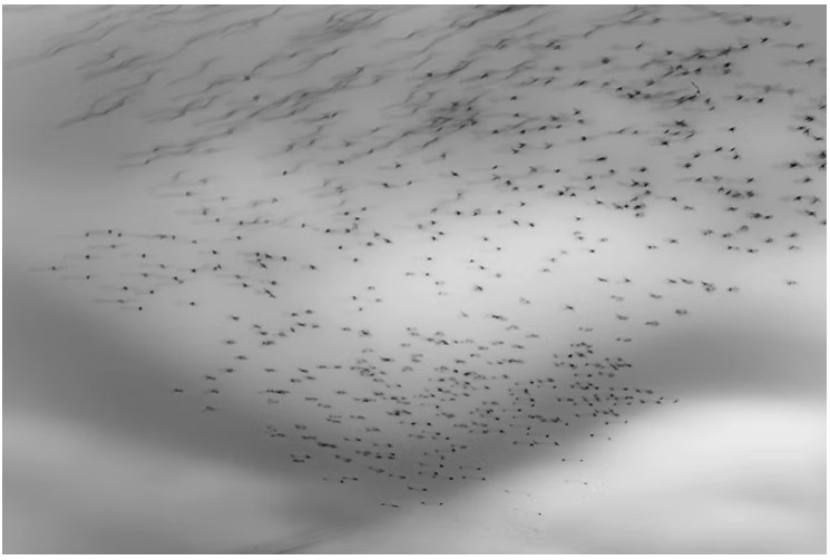 A long exposure photograph in  black and white of a murmuration or a group of flocking birds in flight as seen from the window of a car. The photograph was taken by Canberra artist Megan Kennedy