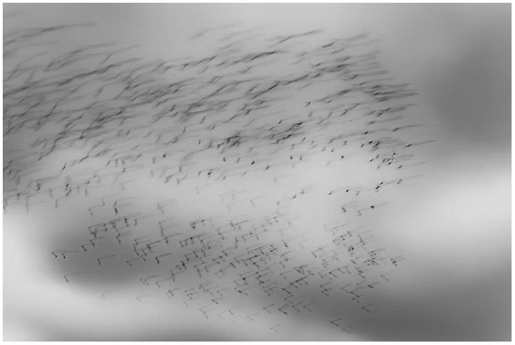 A long exposure photograph in  black and white of a murmuration or a group of flocking birds in flight against a grey overcast sky as seen from the window of a moving car. The photograph was taken by Canberra artist Megan Kennedy